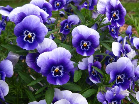 무료 이미지 푸른 정원 플로라 눈 비올라 팬지 꽃 피는 식물 연간 공장 육상 식물 보라색 가족