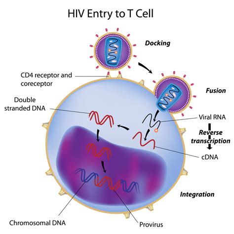 Immunity Disorders Aids And Mechanism Of Hiv Infection Interactive