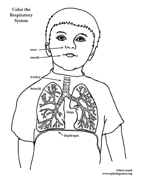 Download Respiratory System Coloring (Elementary)