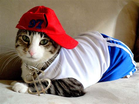 31 Cutest Kitty Cats In Costumes Cat Dressed Up Pet Costumes Your Pet