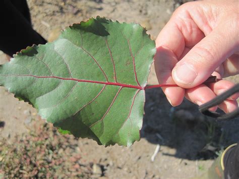 Leaf Hand Cottonwood Sapling Save The Sound