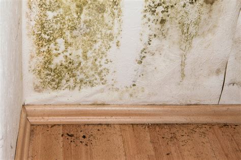 Before we moved in, there was wall paper up for a number of years there is a reason why you still have mold. Mold Remediation Cost | Eliminating Mold in Household