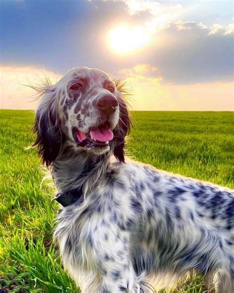 15 Amazing Facts About English Setters You Probably Never Knew The Dogman