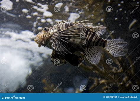 Dangerous Fish Lionfish In A Saltwater Aquarium In Closeup Stock Image