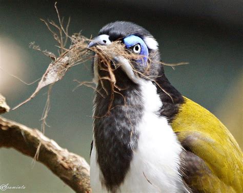 Building A Nest Birds In Backyards