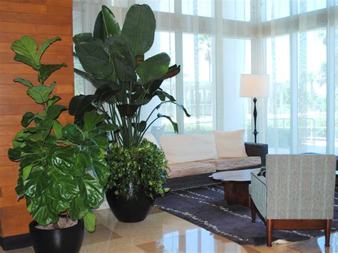 It's one of the great landscaping bushes around. Indoor Landscape Design - Plant Care Interiorscapes