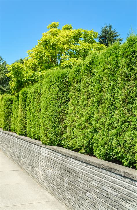 15 Amazing Living Fence Ideas For Your Yard Bees And Roses