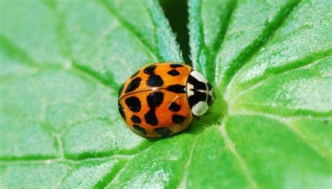 Orange Ladybugs What They Really Are And Why They Are A