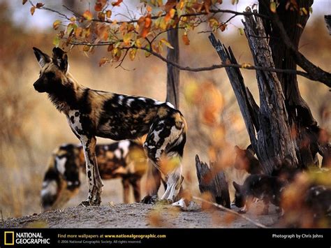 African Wild Dog Animals Wallpaper 13127798 Fanpop