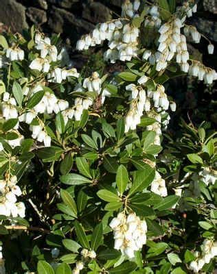 Flowering bushes of strawberry, white flowers in a garden. Drooping Leucothoe, low evergreen shrub, shade, fragrant ...