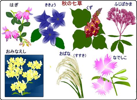 「秋の七草」知っていますか？秋の草花に詳しくなろう！ 東京で家事代行・ベビーシッターのぽっかぽかブログ