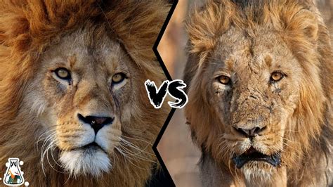 AFRICAN LION VS ASIATIC LION Which Is The Strongest YouTube