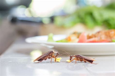 5 Foods That Attract Cockroaches Lawn Plus Pest Control Services