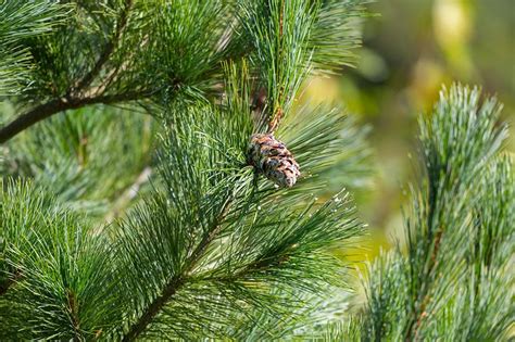 How To Identify Conifer Trees Pine Fir Spruce Juniper And More