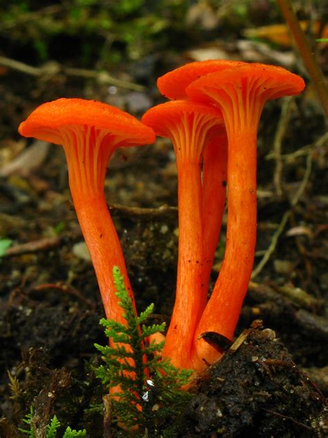 Duskofday Cantharellus Cinnabarinus Stuffed Mushrooms Fungi