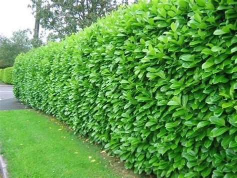 Advantages Of Planting Privet Hedges