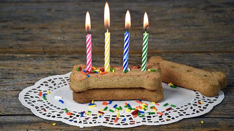 DIY Dog Birthday Cakes