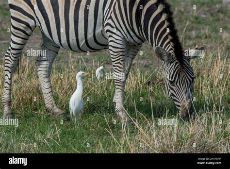 A Plains Zebra Equus Quagga Formerly Equus Burchellii Is Grazing On