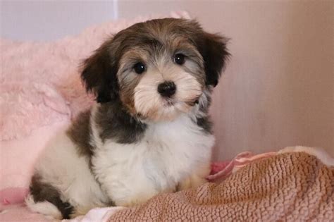 Our Nursery Of Coton De Tulear And Havanese Puppies Available By