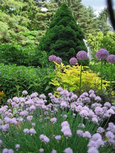 Growing perennial flowers in a garden. 46 best Perennials- Minnesota hardy images on Pinterest ...