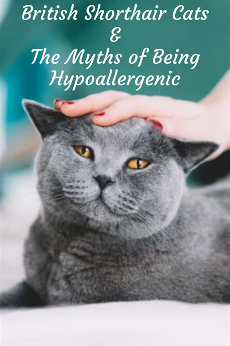 British Shorthair Cats And The Myths Of Being Hypoallergenic British