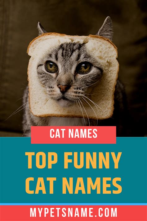 Top Funny Cat Names Funny Cat Names Girl Cat Names Cat Names