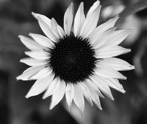 Black and white sunflower no29 photograph by christine belt. sunflower on Tumblr