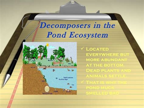 Chmsc Lab School Science 6decomposer