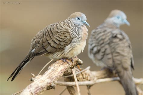 Zebra Dove 194 Zebra Dove Zebra Dove Geopelia Striata M Flickr