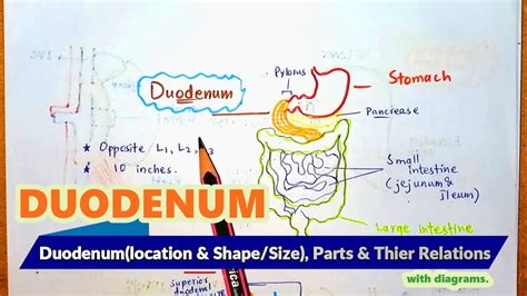 Gross Anatomy Of Duodenum Its Parts And Their Relations With Diagrams