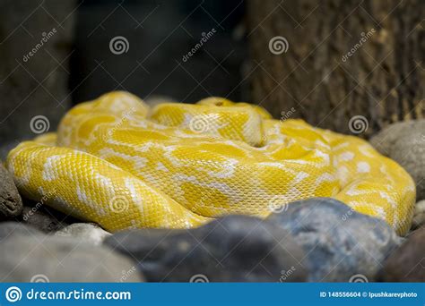 Practice your python skills with these programming challenges. Albino Burmese Python Python-molurus Bivittatus Goldene ...