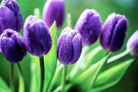 紫色唯美的郁金香图片花卉图片3g图片大全
