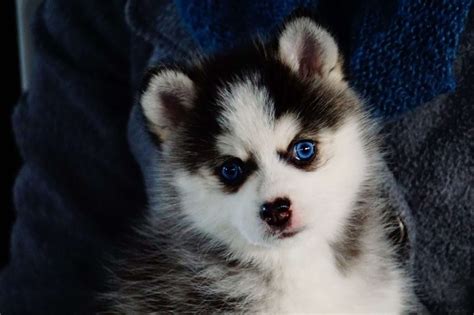 21 to 40 of 90 results. Pomsky Puppies For Sale | Virginia Beach, VA #272769