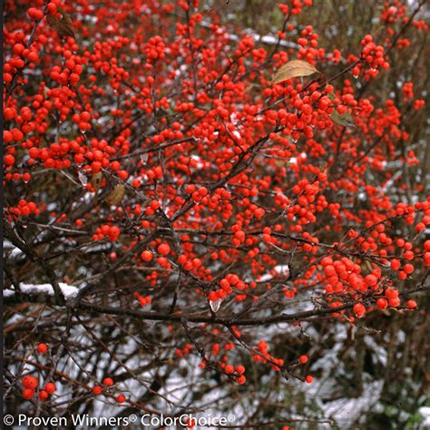 Berry Poppins Winterberry Holly Plant Addicts