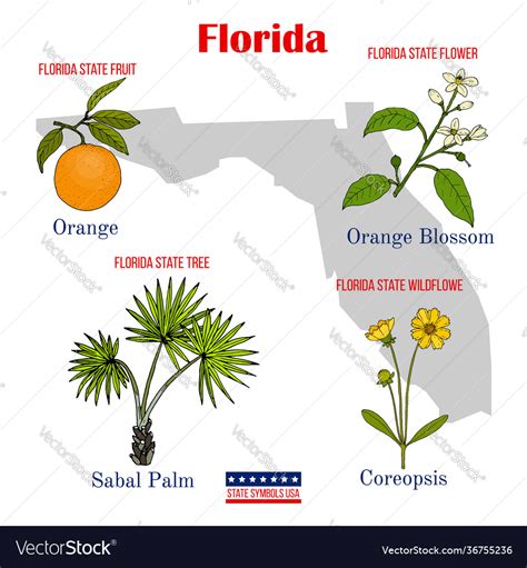 Florida Set Usa Official State Symbols Royalty Free Vector