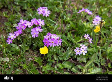 Alpine Wildflower Below The Swiss Alps Switzerland Stock Photo Alamy