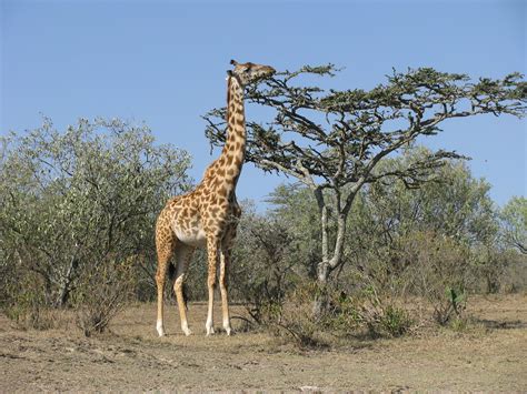 Giraffe Eating From An Acacia Tree Rita Shaw Flickr