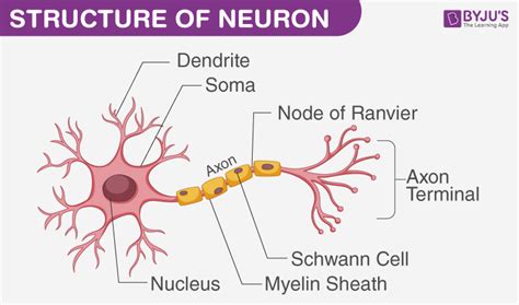 What Is Nervous Tissues Explain With A Diagram