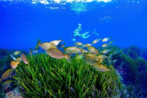 Scuba Diving And Birdwatching Captivating Nature Based Tourism On The