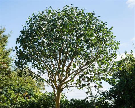 Best Fast Growing Trees 10 Trees To Bring Superfast Impact In Your Yard