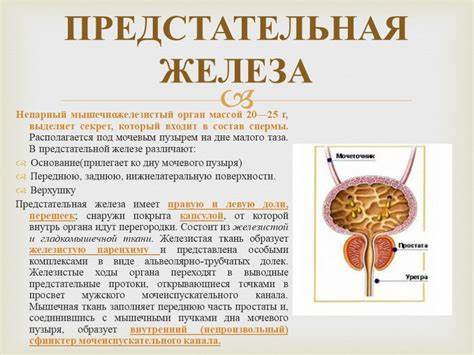Предстательная желез диета Функция простата: Расположение простаты: особенности, описание и схема Функция простата: Расположение простаты: особенности, описание и схема Предстательная желез диета