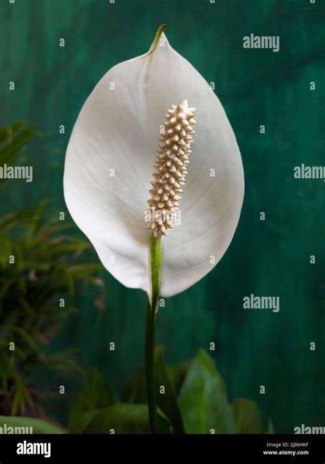 Single Anthurium Flower Taken In Shallow Depth Of Field Also Known As