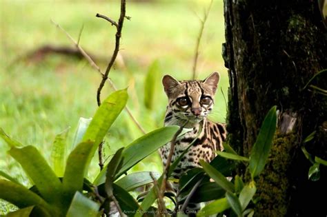 The 6 Wildcats Of Costa Rica Arenal Observatory Lodge