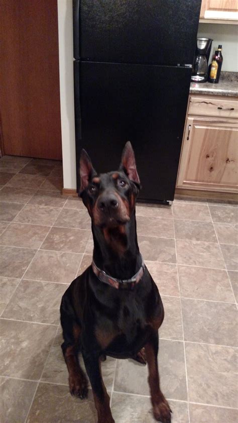 Doberman Pinscher Puppies For Sale Deerbrook Wi 186171