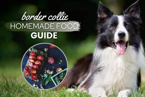 Border Collie Homemade Food Guide Recipes And Nutrition Advice Canine