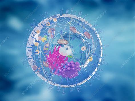 Human Cell Illustration Stock Image F0295869 Science Photo Library