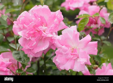 Rosa Old Blush China Fragrant Blossoms Of This Old Rose Flowering In