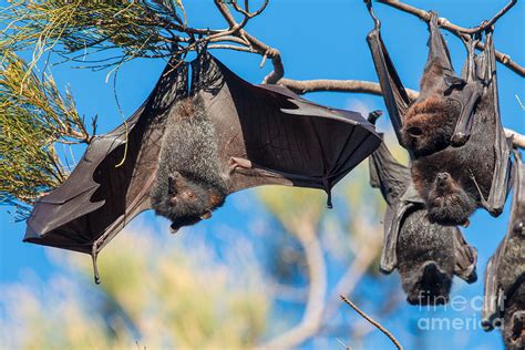 Black Flying Fox Bats Photograph By Bg Thomson