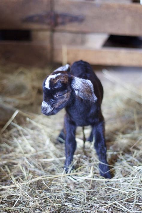 Baby Goat Welcome To The World Agricultural Practices Pleasant Hill