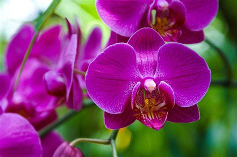 Orquídeas Significado Características Y Tipos De Orquídeas